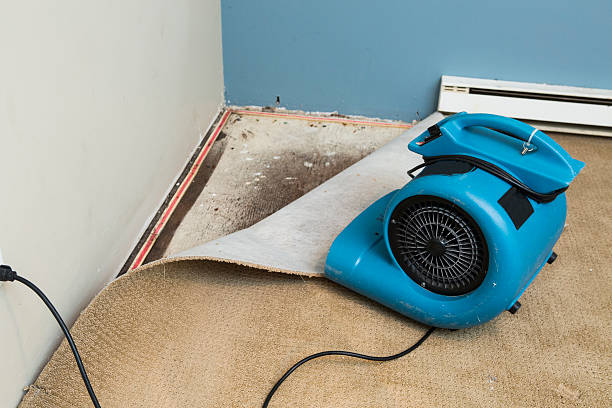 Best Mold removal after water damage  in Maud, TX